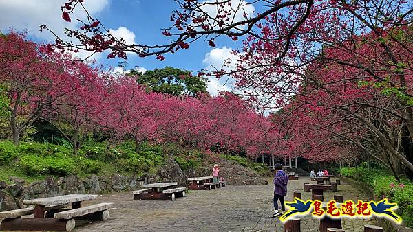 2024陽明山花季の湖山秘境環狀步道 (25).jpg