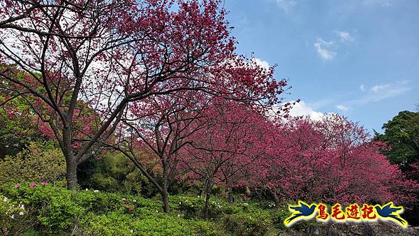 2024陽明山花季の湖山秘境環狀步道 (27).jpg