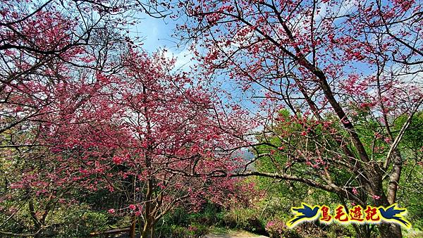 2024陽明山花季の湖山秘境環狀步道 (35).jpg