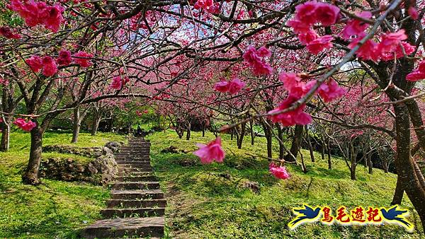 2024陽明山花季の湖山秘境環狀步道 (37).jpg