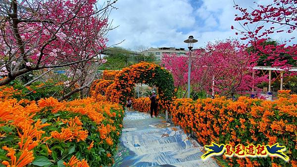 鶯歌永吉公園櫻花炮仗花 (14).jpg