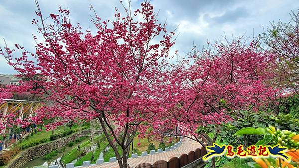 鶯歌永吉公園櫻花炮仗花 (13).jpg