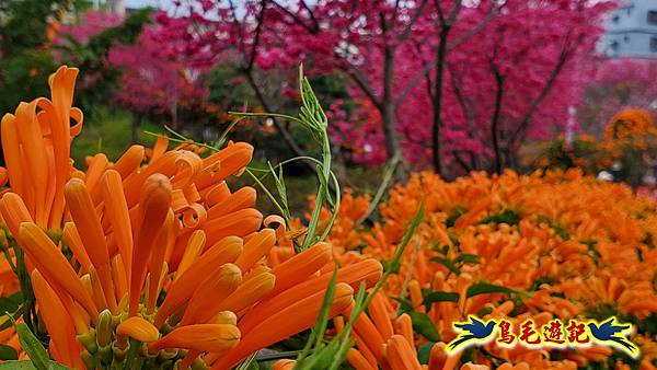 鶯歌永吉公園櫻花炮仗花 (19).jpg