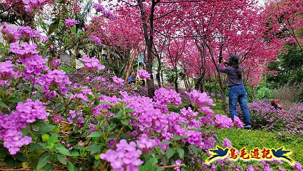 鶯歌永吉公園櫻花炮仗花 (24).jpg