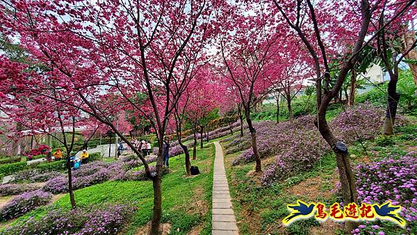 鶯歌永吉公園櫻花炮仗花 (29).jpg