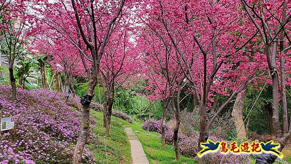 鶯歌永吉公園櫻花炮仗花 (26).jpg