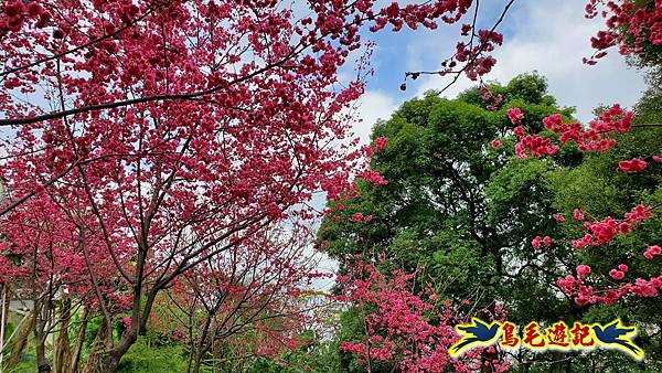 鶯歌永吉公園櫻花炮仗花 (30).jpg