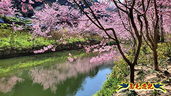 南投杉林溪河岸櫻花-穿林棧道-花卉中心-松瀧岩瀑布-樂山步道 (5).jpg