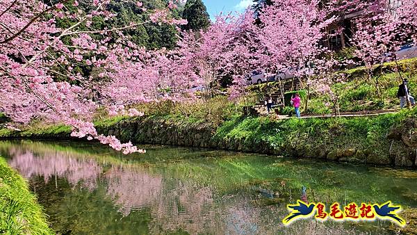 南投杉林溪河岸櫻花-穿林棧道-花卉中心-松瀧岩瀑布-樂山步道 (8).jpg