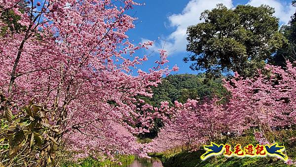 南投杉林溪河岸櫻花-穿林棧道-花卉中心-松瀧岩瀑布-樂山步道 (17).jpg