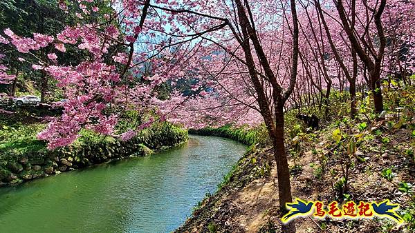 南投杉林溪河岸櫻花-穿林棧道-花卉中心-松瀧岩瀑布-樂山步道 (18).jpg