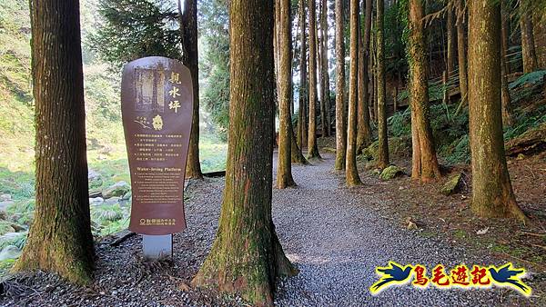 南投杉林溪河岸櫻花-穿林棧道-花卉中心-松瀧岩瀑布-樂山步道 (39).jpg