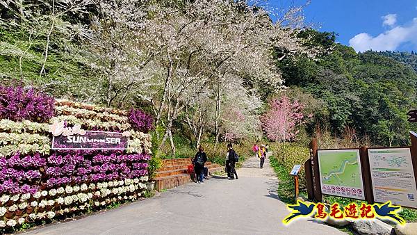 南投杉林溪河岸櫻花-穿林棧道-花卉中心-松瀧岩瀑布-樂山步道 (72).jpg