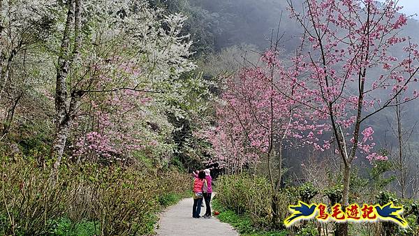 南投杉林溪河岸櫻花-穿林棧道-花卉中心-松瀧岩瀑布-樂山步道 (99).jpg