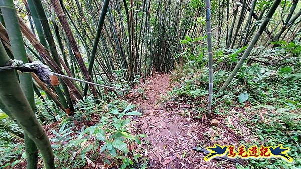 溪內古道-菁礐山(竹篙山西南峰)-木炭窯遺址-竹篙坪-番婆草原-擎天崗 (5).jpg