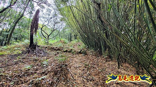 溪內古道-菁礐山(竹篙山西南峰)-木炭窯遺址-竹篙坪-番婆草原-擎天崗 (19).jpg