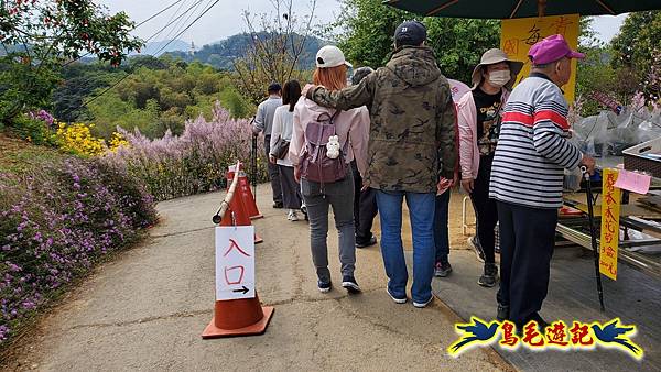 2024中寮花季の粉紅山丘麝香木秘境~~紫愛深情×粉是浪漫 (1).jpg