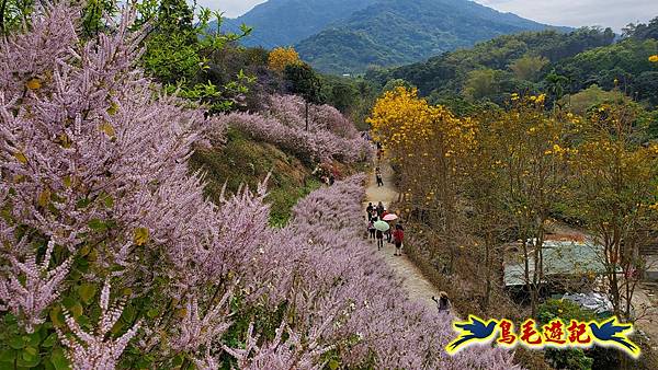 2024中寮花季の粉紅山丘麝香木秘境~~紫愛深情×粉是浪漫 (6).jpg