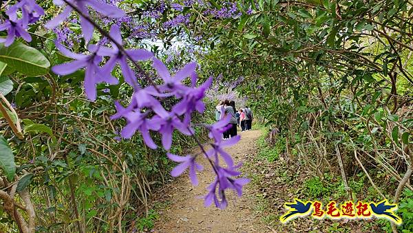 2024中寮花季の粉紅山丘麝香木秘境~~紫愛深情×粉是浪漫 (25).jpg