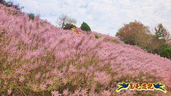 2024中寮花季の粉紅山丘麝香木秘境~~紫愛深情×粉是浪漫 (28).jpg