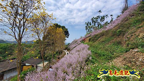 2024中寮花季の粉紅山丘麝香木秘境~~紫愛深情×粉是浪漫 (35).jpg