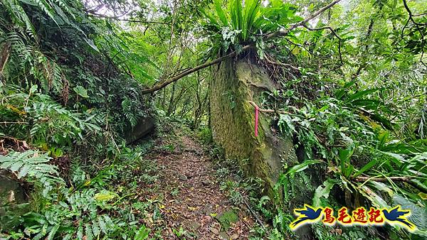 麻竹寮山-向天湖古道-昇高坑山-筆架連峰7.6 (46).jpg