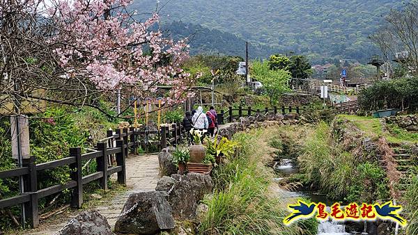 竹子湖海芋花開 (4).jpg