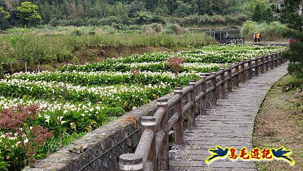 竹子湖海芋花開 (12).jpg