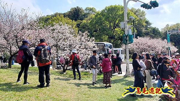 陽明山中山樓吉野櫻盛開%26;橫嶺古道環狀步道 (9).jpg