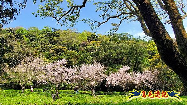 陽明山中山樓吉野櫻盛開%26;橫嶺古道環狀步道 (13).jpg