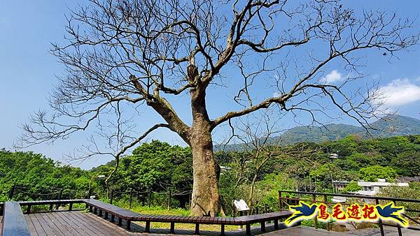 陽明山中山樓吉野櫻盛開%26;橫嶺古道環狀步道 (33).jpg