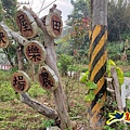 新竹倒別牛山-板根森林-中坑山-飛鳳山步道P形 (4).jpg