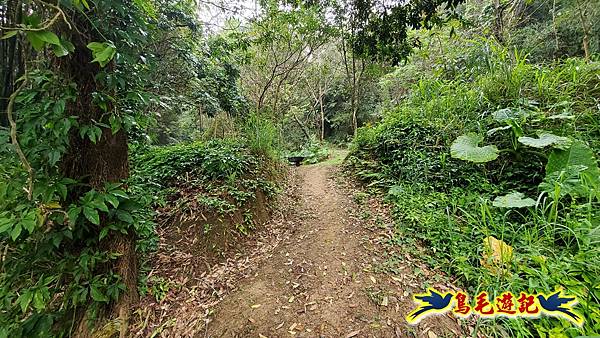 新竹倒別牛山-板根森林-中坑山-飛鳳山步道P形 (8).jpg 新竹倒別牛山-板根森林-中坑山-飛鳳山步道P形 (8).jpg