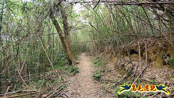 新竹倒別牛山-板根森林-中坑山-飛鳳山步道P形 (11).jpg