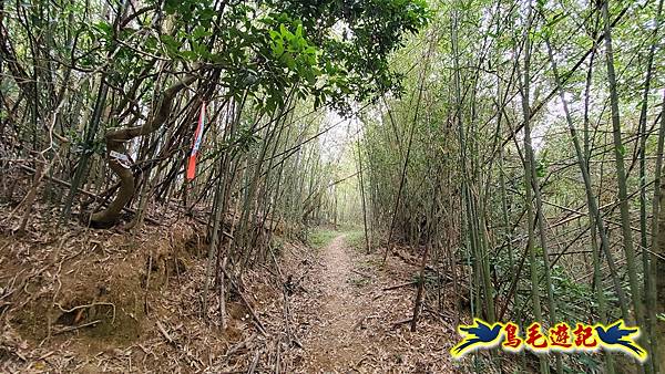 新竹倒別牛山-板根森林-中坑山-飛鳳山步道P形 (10).jpg 新竹倒別牛山-板根森林-中坑山-飛鳳山步道P形 (10).jpg