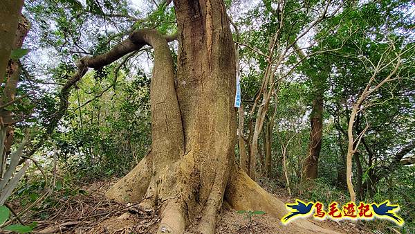 新竹倒別牛山-板根森林-中坑山-飛鳳山步道P形 (16).jpg 新竹倒別牛山-板根森林-中坑山-飛鳳山步道P形 (16).jpg