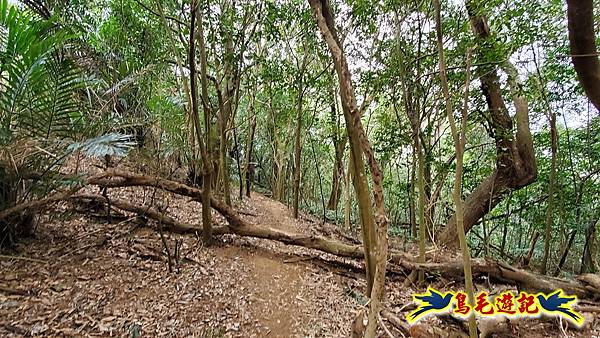 新竹倒別牛山-板根森林-中坑山-飛鳳山步道P形 (14).jpg 新竹倒別牛山-板根森林-中坑山-飛鳳山步道P形 (14).jpg