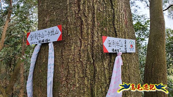 新竹倒別牛山-板根森林-中坑山-飛鳳山步道P形 (17).jpg