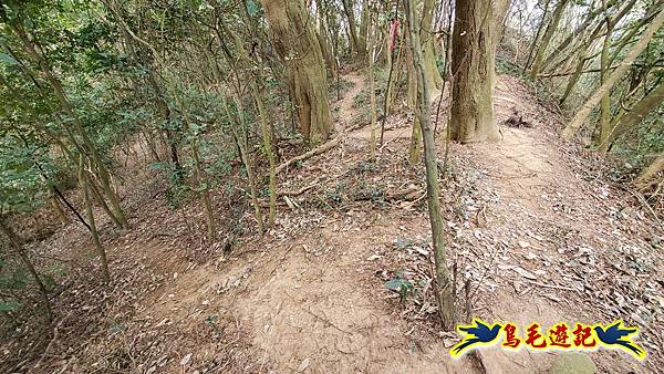 新竹倒別牛山-板根森林-中坑山-飛鳳山步道P形 (18).jpg 新竹倒別牛山-板根森林-中坑山-飛鳳山步道P形 (18).jpg