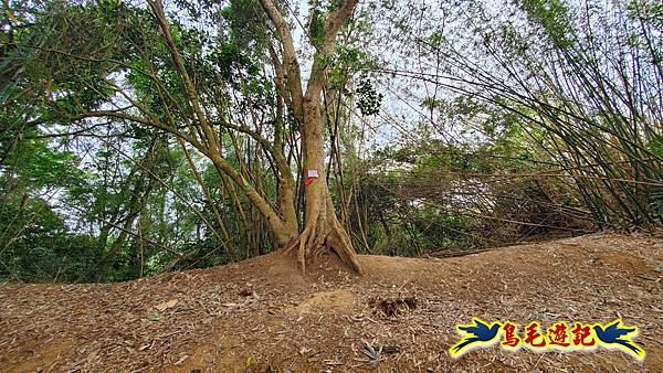 新竹倒別牛山-板根森林-中坑山-飛鳳山步道P形 (19).jpg