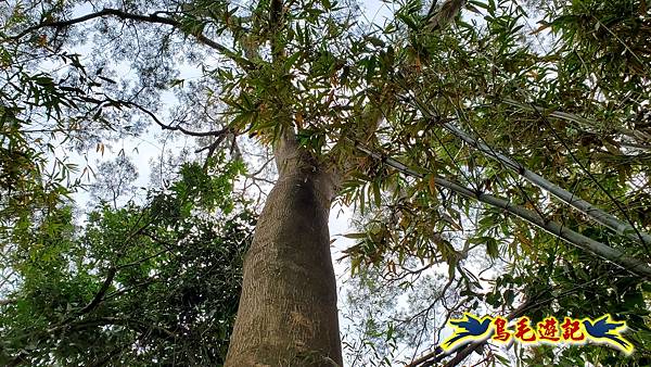 新竹倒別牛山-板根森林-中坑山-飛鳳山步道P形 (22).jpg 新竹倒別牛山-板根森林-中坑山-飛鳳山步道P形 (22).jpg