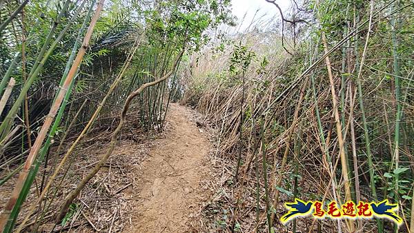 新竹倒別牛山-板根森林-中坑山-飛鳳山步道P形 (23).jpg