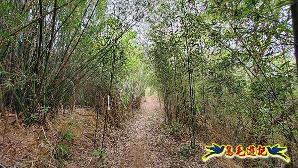 新竹倒別牛山-板根森林-中坑山-飛鳳山步道P形 (24).jpg 新竹倒別牛山-板根森林-中坑山-飛鳳山步道P形 (24).jpg