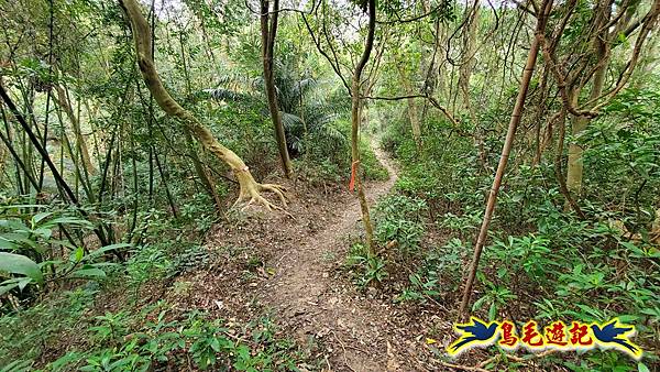 新竹倒別牛山-板根森林-中坑山-飛鳳山步道P形 (25).jpg