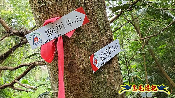 新竹倒別牛山-板根森林-中坑山-飛鳳山步道P形 (28).jpg 新竹倒別牛山-板根森林-中坑山-飛鳳山步道P形 (28).jpg