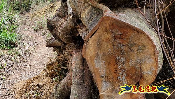 新竹倒別牛山-板根森林-中坑山-飛鳳山步道P形 (30).jpg 新竹倒別牛山-板根森林-中坑山-飛鳳山步道P形 (30).jpg