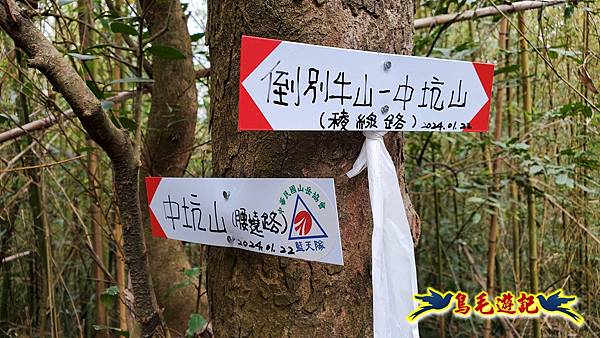 新竹倒別牛山-板根森林-中坑山-飛鳳山步道P形 (33).jpg