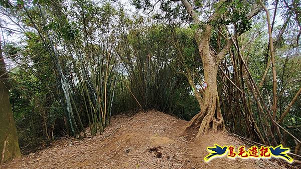 新竹倒別牛山-板根森林-中坑山-飛鳳山步道P形 (31).jpg