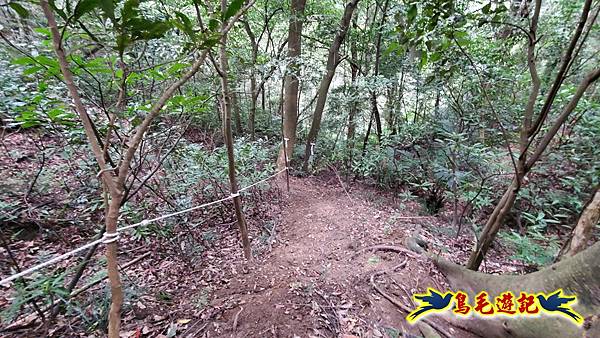 新竹倒別牛山-板根森林-中坑山-飛鳳山步道P形 (34).jpg 新竹倒別牛山-板根森林-中坑山-飛鳳山步道P形 (34).jpg