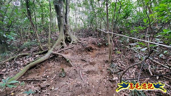 新竹倒別牛山-板根森林-中坑山-飛鳳山步道P形 (36).jpg